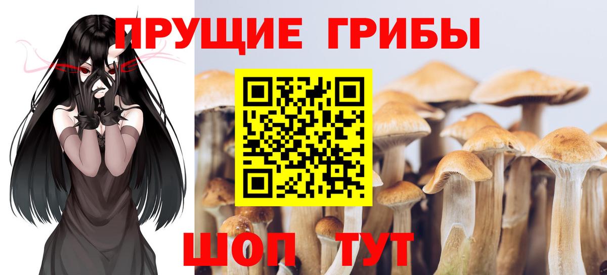 Галлюциногенные грибы Psilocybine cubensis Октябрьский